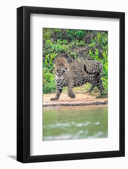 Jaguar (Panthera onca) at riverside, Pantanal Wetlands, Brazil-null-Framed Photographic Print