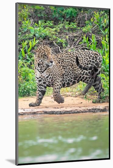 Jaguar (Panthera onca) at riverside, Pantanal Wetlands, Brazil-null-Mounted Photographic Print