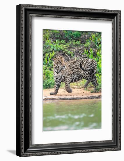 Jaguar (Panthera onca) at riverside, Pantanal Wetlands, Brazil-null-Framed Photographic Print