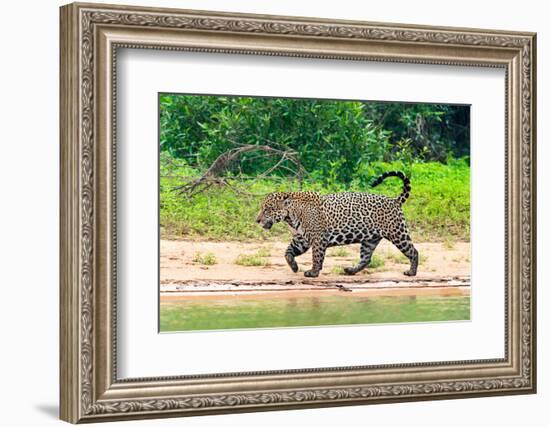 Jaguar (Panthera onca) at riverside, Pantanal Wetlands, Brazil-null-Framed Photographic Print