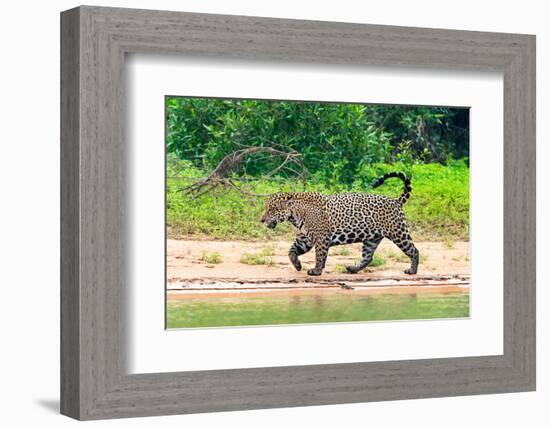 Jaguar (Panthera onca) at riverside, Pantanal Wetlands, Brazil-null-Framed Photographic Print