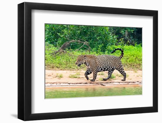 Jaguar (Panthera onca) at riverside, Pantanal Wetlands, Brazil-null-Framed Photographic Print