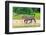 Jaguar (Panthera onca) at riverside, Pantanal Wetlands, Brazil-null-Framed Photographic Print