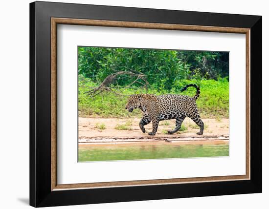 Jaguar (Panthera onca) at riverside, Pantanal Wetlands, Brazil-null-Framed Photographic Print