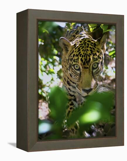 Jaguar (Panthera Onca), Central America Jaguar (Panthera Onca) Linnaeus, Costa Rica-Andres Morya Hinojosa-Framed Premier Image Canvas