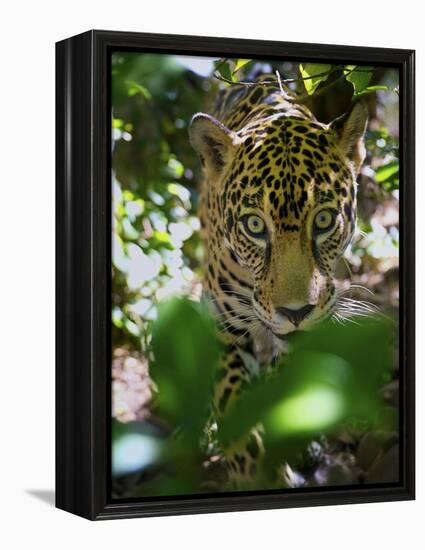 Jaguar (Panthera Onca), Central America Jaguar (Panthera Onca) Linnaeus, Costa Rica-Andres Morya Hinojosa-Framed Premier Image Canvas