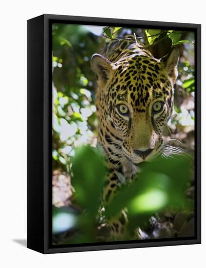 Jaguar (Panthera Onca), Central America Jaguar (Panthera Onca) Linnaeus, Costa Rica-Andres Morya Hinojosa-Framed Premier Image Canvas