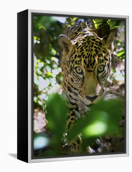 Jaguar (Panthera Onca), Central America Jaguar (Panthera Onca) Linnaeus, Costa Rica-Andres Morya Hinojosa-Framed Premier Image Canvas
