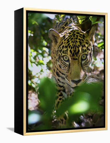 Jaguar (Panthera Onca), Central America Jaguar (Panthera Onca) Linnaeus, Costa Rica-Andres Morya Hinojosa-Framed Premier Image Canvas