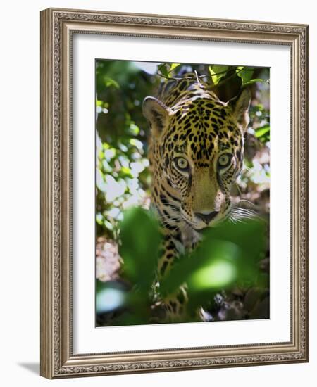 Jaguar (Panthera Onca), Central America Jaguar (Panthera Onca) Linnaeus, Costa Rica-Andres Morya Hinojosa-Framed Photographic Print