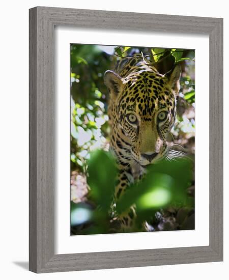 Jaguar (Panthera Onca), Central America Jaguar (Panthera Onca) Linnaeus, Costa Rica-Andres Morya Hinojosa-Framed Photographic Print