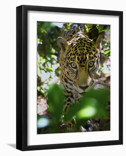 Jaguar (Panthera Onca), Central America Jaguar (Panthera Onca) Linnaeus, Costa Rica-Andres Morya Hinojosa-Framed Photographic Print