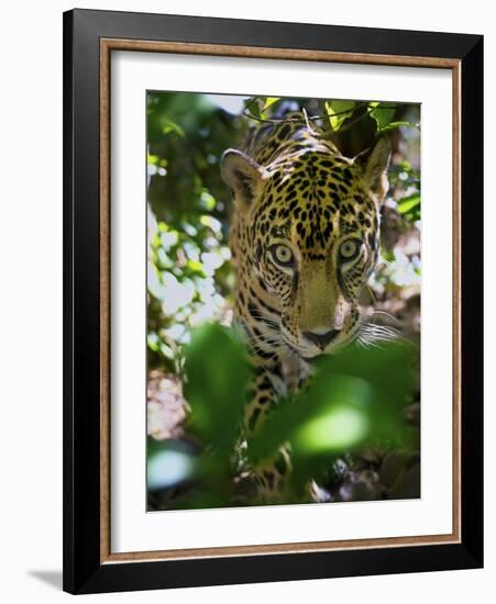 Jaguar (Panthera Onca), Central America Jaguar (Panthera Onca) Linnaeus, Costa Rica-Andres Morya Hinojosa-Framed Photographic Print