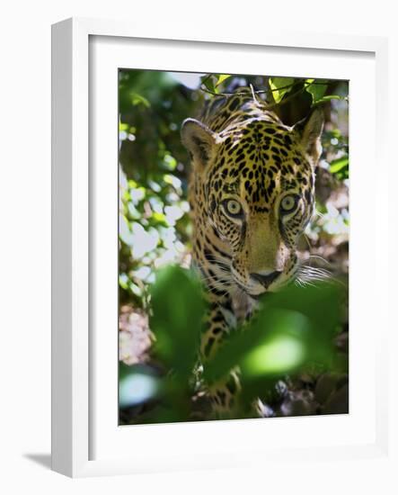 Jaguar (Panthera Onca), Central America Jaguar (Panthera Onca) Linnaeus, Costa Rica-Andres Morya Hinojosa-Framed Photographic Print