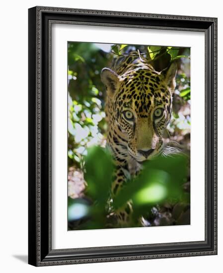 Jaguar (Panthera Onca), Central America Jaguar (Panthera Onca) Linnaeus, Costa Rica-Andres Morya Hinojosa-Framed Photographic Print