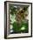 Jaguar (Panthera Onca), Central America Jaguar (Panthera Onca) Linnaeus, Costa Rica-Andres Morya Hinojosa-Framed Photographic Print