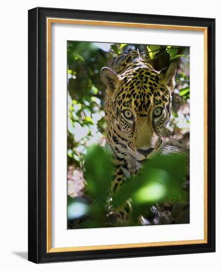 Jaguar (Panthera Onca), Central America Jaguar (Panthera Onca) Linnaeus, Costa Rica-Andres Morya Hinojosa-Framed Photographic Print