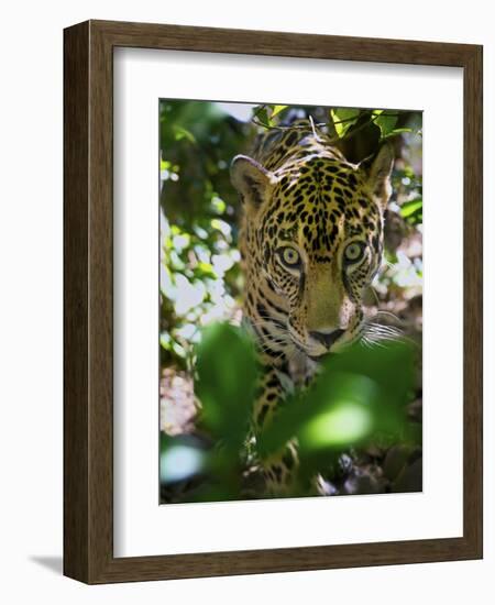 Jaguar (Panthera Onca), Central America Jaguar (Panthera Onca) Linnaeus, Costa Rica-Andres Morya Hinojosa-Framed Photographic Print