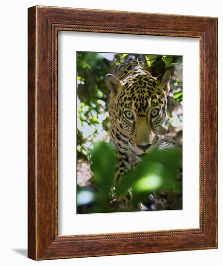 Jaguar (Panthera Onca), Central America Jaguar (Panthera Onca) Linnaeus, Costa Rica-Andres Morya Hinojosa-Framed Photographic Print