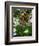 Jaguar (Panthera Onca), Central America Jaguar (Panthera Onca) Linnaeus, Costa Rica-Andres Morya Hinojosa-Framed Photographic Print