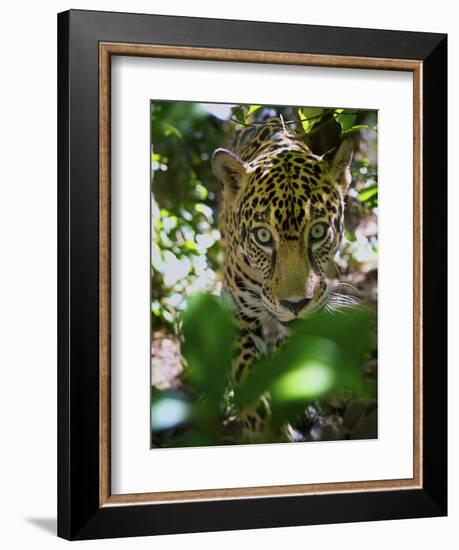 Jaguar (Panthera Onca), Central America Jaguar (Panthera Onca) Linnaeus, Costa Rica-Andres Morya Hinojosa-Framed Photographic Print