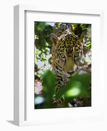 Jaguar (Panthera Onca), Central America Jaguar (Panthera Onca) Linnaeus, Costa Rica-Andres Morya Hinojosa-Framed Photographic Print