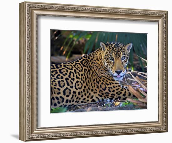 Jaguar (Panthera Onca), Central America Jaguar (Panthera Onca) Linnaeus, Costa Rica-Andres Morya Hinojosa-Framed Photographic Print