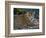 Jaguar (Panthera Onca), Central America Jaguar (Panthera Onca) Linnaeus, Costa Rica-Andres Morya Hinojosa-Framed Photographic Print