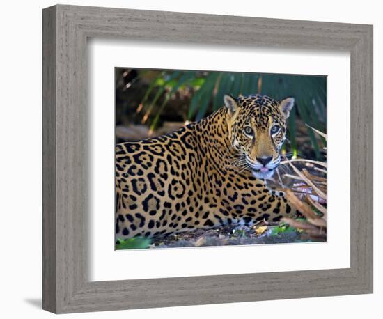 Jaguar (Panthera Onca), Central America Jaguar (Panthera Onca) Linnaeus, Costa Rica-Andres Morya Hinojosa-Framed Photographic Print