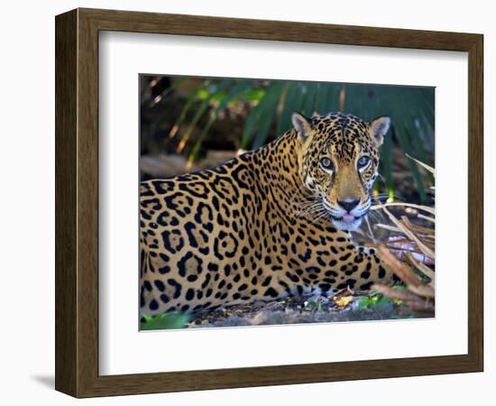 Jaguar (Panthera Onca), Central America Jaguar (Panthera Onca) Linnaeus, Costa Rica-Andres Morya Hinojosa-Framed Photographic Print