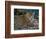 Jaguar (Panthera Onca), Central America Jaguar (Panthera Onca) Linnaeus, Costa Rica-Andres Morya Hinojosa-Framed Photographic Print