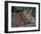 Jaguar (Panthera Onca), Central America Jaguar (Panthera Onca) Linnaeus, Costa Rica-Andres Morya Hinojosa-Framed Photographic Print