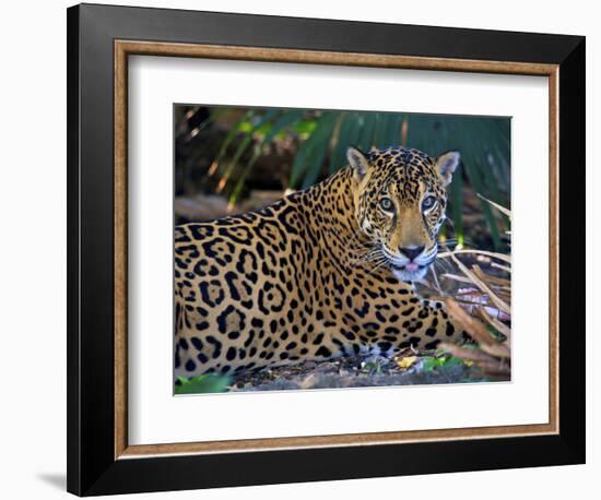 Jaguar (Panthera Onca), Central America Jaguar (Panthera Onca) Linnaeus, Costa Rica-Andres Morya Hinojosa-Framed Photographic Print