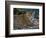 Jaguar (Panthera Onca), Central America Jaguar (Panthera Onca) Linnaeus, Costa Rica-Andres Morya Hinojosa-Framed Photographic Print