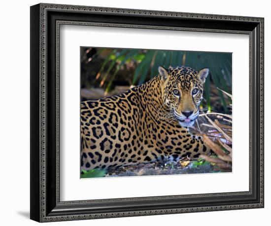 Jaguar (Panthera Onca), Central America Jaguar (Panthera Onca) Linnaeus, Costa Rica-Andres Morya Hinojosa-Framed Photographic Print