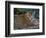 Jaguar (Panthera Onca), Central America Jaguar (Panthera Onca) Linnaeus, Costa Rica-Andres Morya Hinojosa-Framed Photographic Print