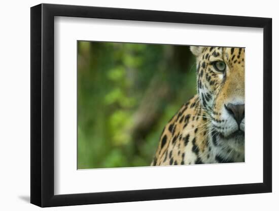 Jaguar (Panthera Onca) Close-Up Head Portrait, Captive-Edwin Giesbers-Framed Photographic Print