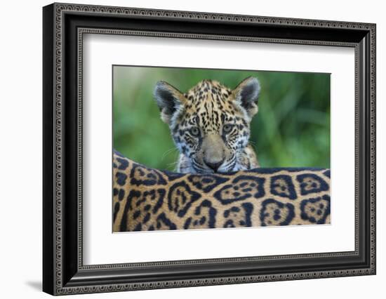 Jaguar (Panthera Onca) Cub Looking Over Its Mother'S Back-Edwin Giesbers-Framed Photographic Print