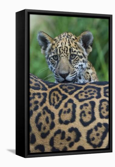 Jaguar (Panthera Onca) Cub Looking Over Its Mother'S Back-Edwin Giesbers-Framed Premier Image Canvas