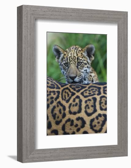 Jaguar (Panthera Onca) Cub Looking Over Its Mother'S Back-Edwin Giesbers-Framed Photographic Print
