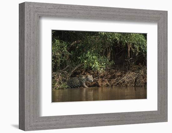 Jaguar (Panthera Onca) Female, Northern Pantanal, Mato Grosso, Brazil-Pete Oxford-Framed Photographic Print