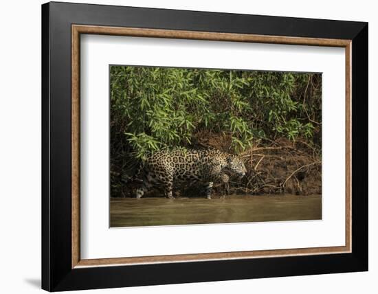 Jaguar (Panthera Onca) Female, Northern Pantanal, Mato Grosso, Brazil-Pete Oxford-Framed Photographic Print