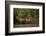 Jaguar (Panthera Onca) Female, Northern Pantanal, Mato Grosso, Brazil-Pete Oxford-Framed Photographic Print