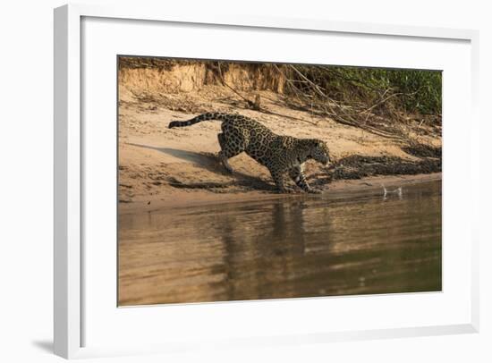 Jaguar (Panthera Onca) Female, Northern Pantanal, Mato Grosso, Brazil-Pete Oxford-Framed Photographic Print