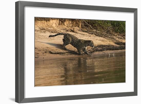 Jaguar (Panthera Onca) Female, Northern Pantanal, Mato Grosso, Brazil-Pete Oxford-Framed Photographic Print