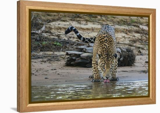 Jaguar (Panthera onca) male drinking, Cuiaba River, Pantanal, Brazil-Jeff Foott-Framed Premier Image Canvas