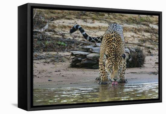 Jaguar (Panthera onca) male drinking, Cuiaba River, Pantanal, Brazil-Jeff Foott-Framed Premier Image Canvas