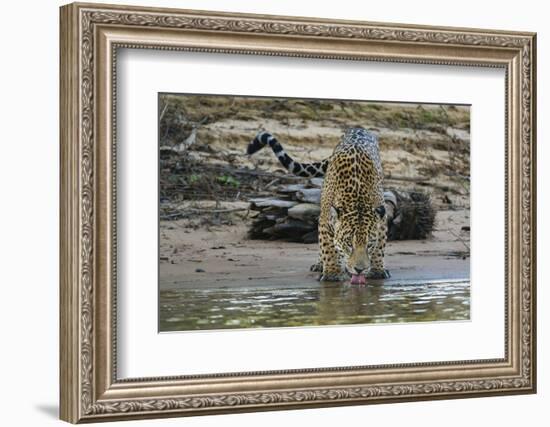 Jaguar (Panthera onca) male drinking, Cuiaba River, Pantanal, Brazil-Jeff Foott-Framed Photographic Print