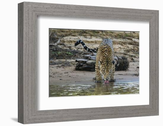 Jaguar (Panthera onca) male drinking, Cuiaba River, Pantanal, Brazil-Jeff Foott-Framed Photographic Print