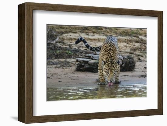 Jaguar (Panthera onca) male drinking, Cuiaba River, Pantanal, Brazil-Jeff Foott-Framed Photographic Print